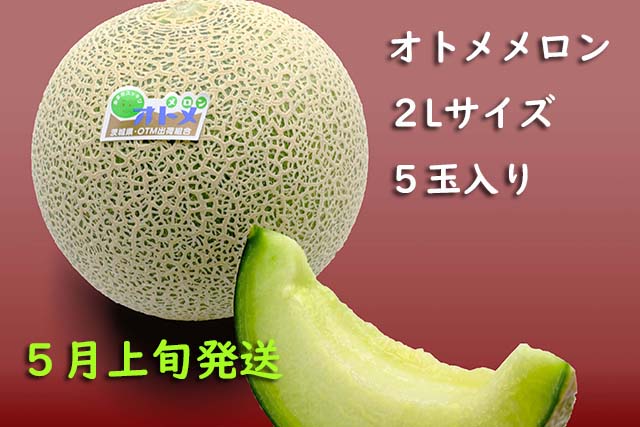 オトメメロン2Ｌ　5玉入り　5月上旬 [melon2l-2]